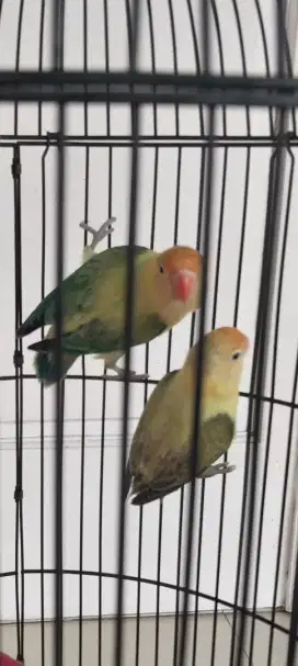 Lovebird pb euwing green x pb euwing vio