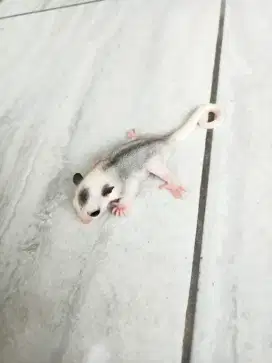 sugar glider platmoz jantan betina