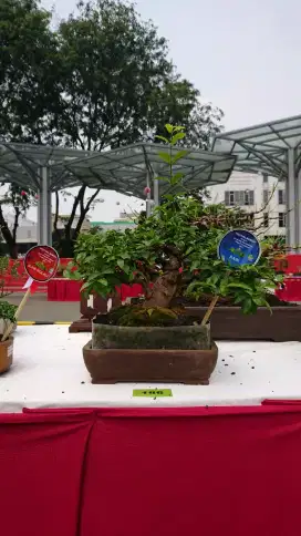 Bonsai Anting Putri Small Kelas Kontes