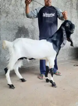 Kambing PE, Kambing Etawa, Kambing Besar