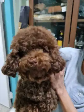 POODLE **DARK CHOCO**