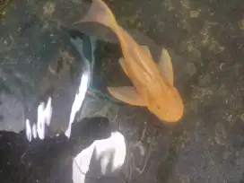 Ikan sapu-sapu albino jumbo 35-40 cm