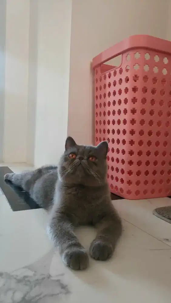 Grooming panggialan