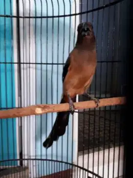 Burung pentet raja mewah langka sekali