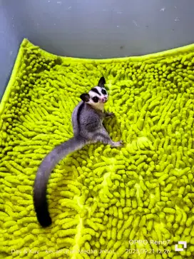 Sugar glider Joey wf