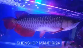 Ikan Hias Arowana Golden Red Jumbo 40-45cm Koleksi Pribadi Istimewa