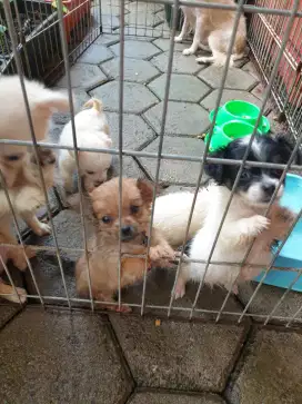 Dog ras mini kecil imut
