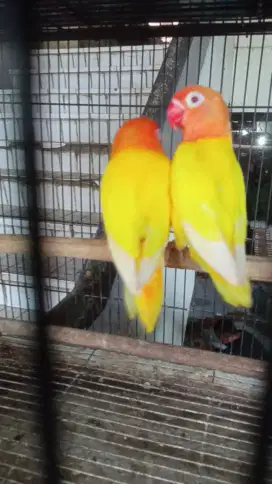 Burung lovebird lutino sepasang