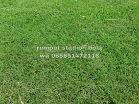 Harga Supplier Rumput Stadion Lapangan Zoysia Matrella Pangandaran