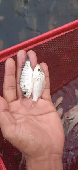 Bibit ikan lele,gurame,nila Bangkok,mujaer,mas,bawal,patin,gabus, dll