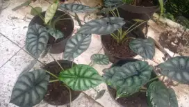 tanaman keladi tengkorak