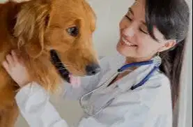 Dokter Hewan Vaksin Grooming Penitipan Ungasan Vetcare