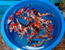 Ikan koi 20-25cm paket 50 ekor