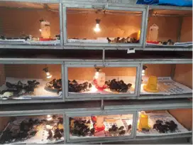 Kroya, Ready Stock Bibit Ayam Kampung Unggul (KUB) Pedaging