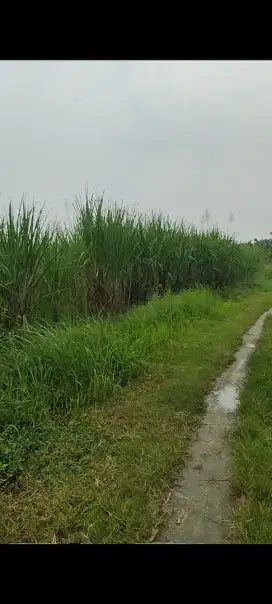 Dijual Tanah/Lahan Tebu di Mondoluku Gresik