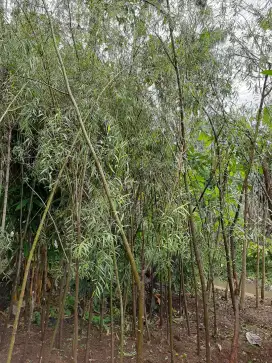 Jual Pohon Janda Merana Atau Liangliu.