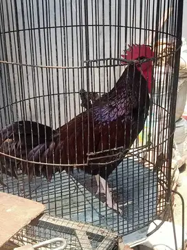 Ayam bekisar jakarta  pilihan