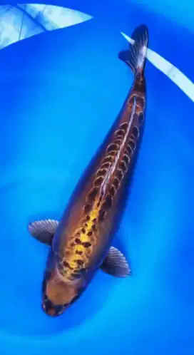 KOI IMPORT OMOSAKO KABUTO QUALITY SIZE 55CM