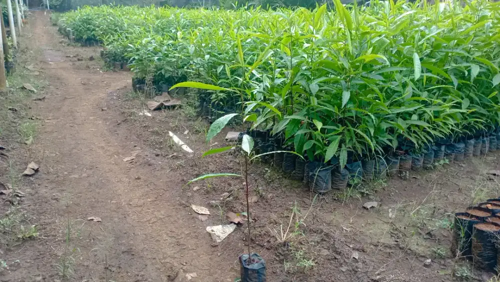 Bibit jenitri super