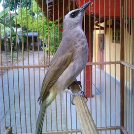 Trucukan ORI hutan Jatim