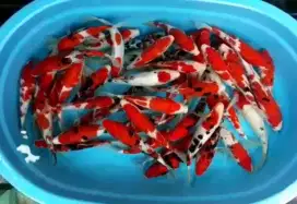 IKAN KOI BLITAR GRACIA KOI