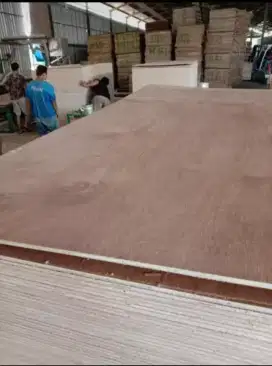 Triplek (playwood) & kayu jawa dan Kalimantan