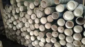 Bambu steger tiang cor 6 meter