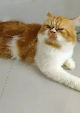 Kucing flaknose jasa pacak