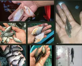 Bibit lele,gurame,nila merah bangkok,patin, bawal,gabus,Koi dll