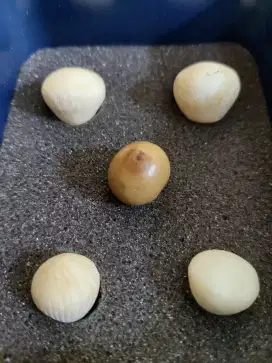 Mutiara kelapa asli