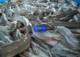 Terlaris Ikan Lele Konsumsi Bisa Dikirim Keseluruh Indonesia