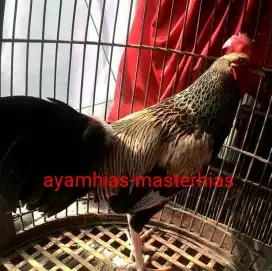 Ayam hias bekisar asli