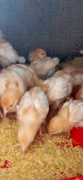 Anak ayam petelur merah usia 2 Minggu