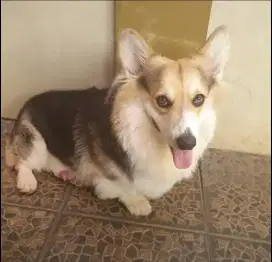 Corgi pejantan open stunt