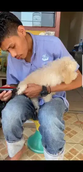 Termurah jasa grooming anjing kucing panggilan cukur bulu mandi rumah