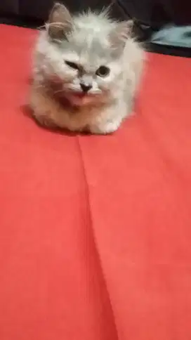 Lepas adopsi kitten lucu imut