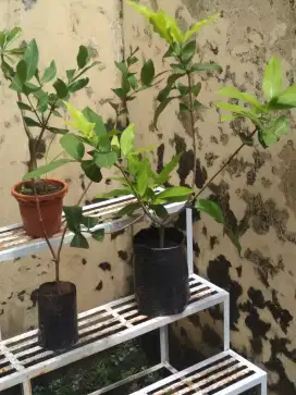 Jambu air dalhari/mutiara hitam