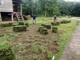 Keyla flower-Menjual Rumput Taman