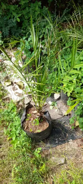 Jual bibit pohon palem kurma