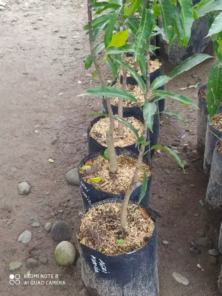 Bibit pohon Mangga AGRIMANIA, MIYAZAKI, RED IVORY, RED EMPEROR, YUEN