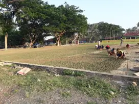 Suplyer Rumput Hias Dan Tanaman HiasDaerah Sinjai Bone