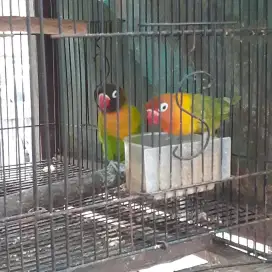 Jual Burung Lovebird Sepasang Kekekan Produk Banyak Netas Telur