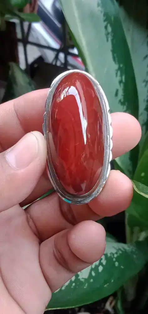 pandan merah babon ( 502515 )