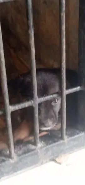 Anak anjing mix Doberman Jantan dan betina.