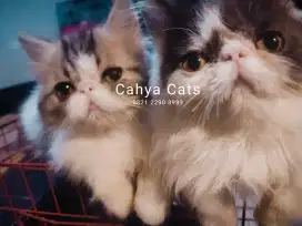 Kucing Persia peaknose