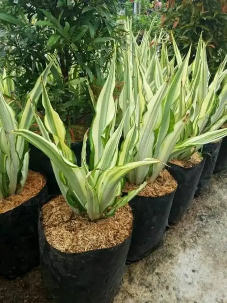 Jual pohon agave putih