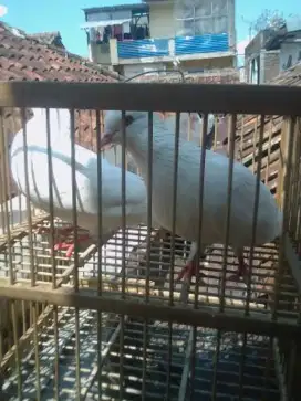 sepasang burung merpati putih polos 200 k diantar ke gedung