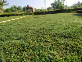Jual rumput golf green rumput hidup