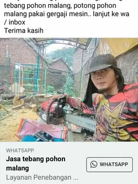 Tebang pohon nangka besar