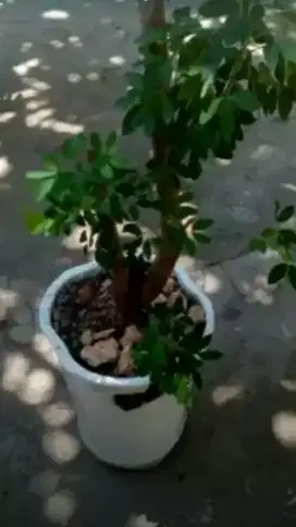 Bonsai asam Belanda taman